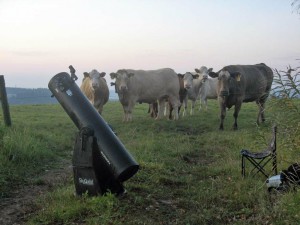 Krávy u dalekohledu